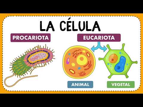 Video: ¿Qué células contienen espirales de lignina?