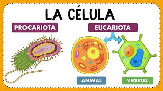 La célula: Definición, descubrimiento, clasificación y funciones ✍