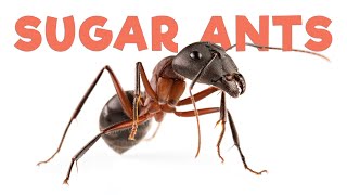 Ant Room Tour | Sugar Ants