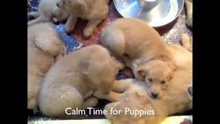 Pet Acoustics 'Pet Tunes' for Dogs