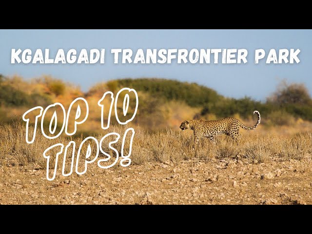 Plan the perfect trip to the Kgalagadi Transfrontier National Park 