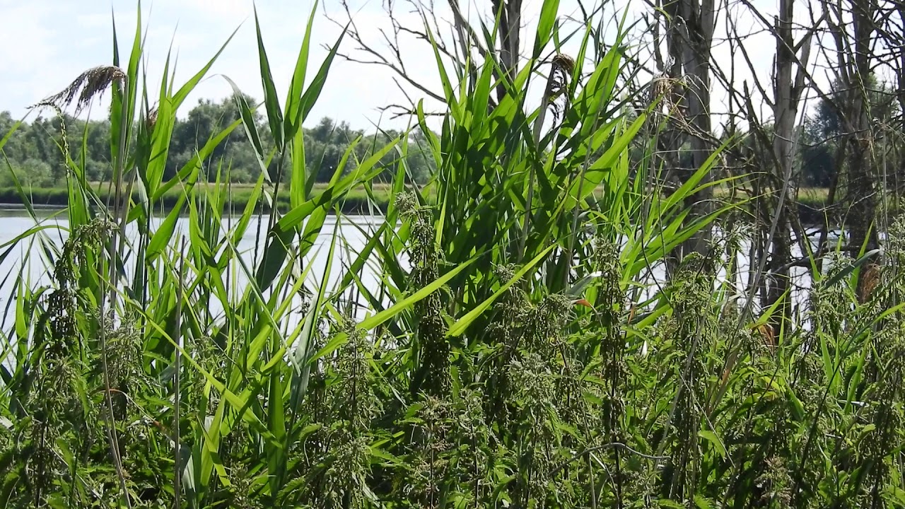 Rietzanger te horen en heel even in beeld.