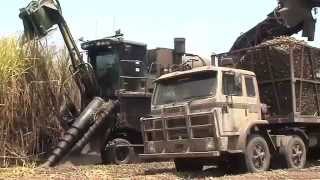 Sugarcane harvesting at Ayr. North Queensland,.