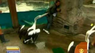 Pelican Attacks Aussie Weatherman
