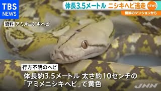 体長３．５メートル ニシキヘビが逃走、横浜の住宅街