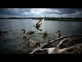 10 Hour Water Birds - Videos For Pets - Sept 13, 2020
