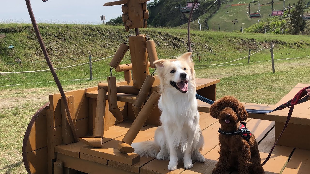 犬 と 行ける 絶景