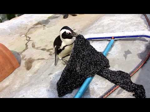 სასაცილო პინგვინი ფეფა / Funny penguin Pepper