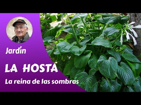 Video: Compañeros de plantas Hosta en el jardín - ¿Qué son los compañeros de Hostas?