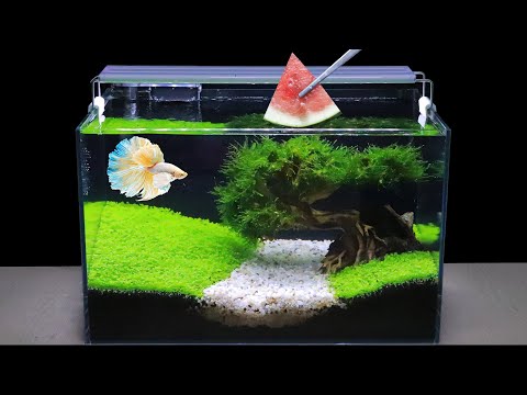 How To Grow Aquatic Plants in Aquarium (2 Months Update) Amazing Diy Aquascape For Betta Fishs #131
