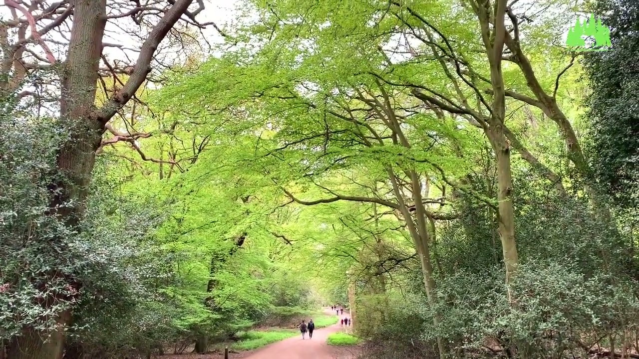 Epping Forest | London best beauifull place