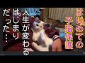 子猫を保護して生活が変わった人 #cat #保護猫 #子猫保護 #子猫