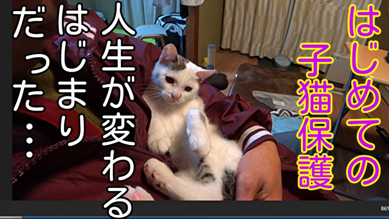 子猫を保護して生活が変わった人　#cat #保護猫 #子猫保護 #子猫