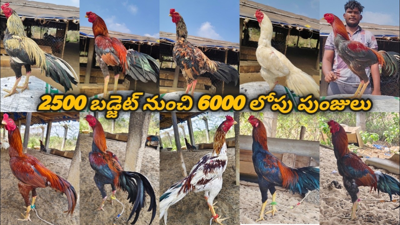 2500 బడ్జెట్ నుంచి 6000 లోపు పుంజులు  :    6304176257