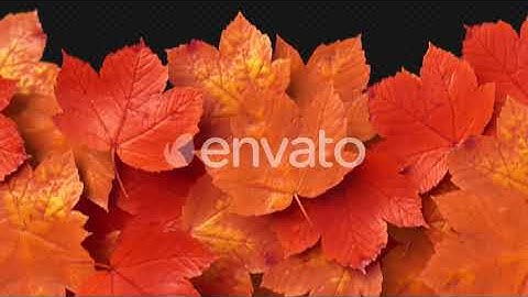 Autumn Leaves Transitions | Motion Graphics - Envato elements