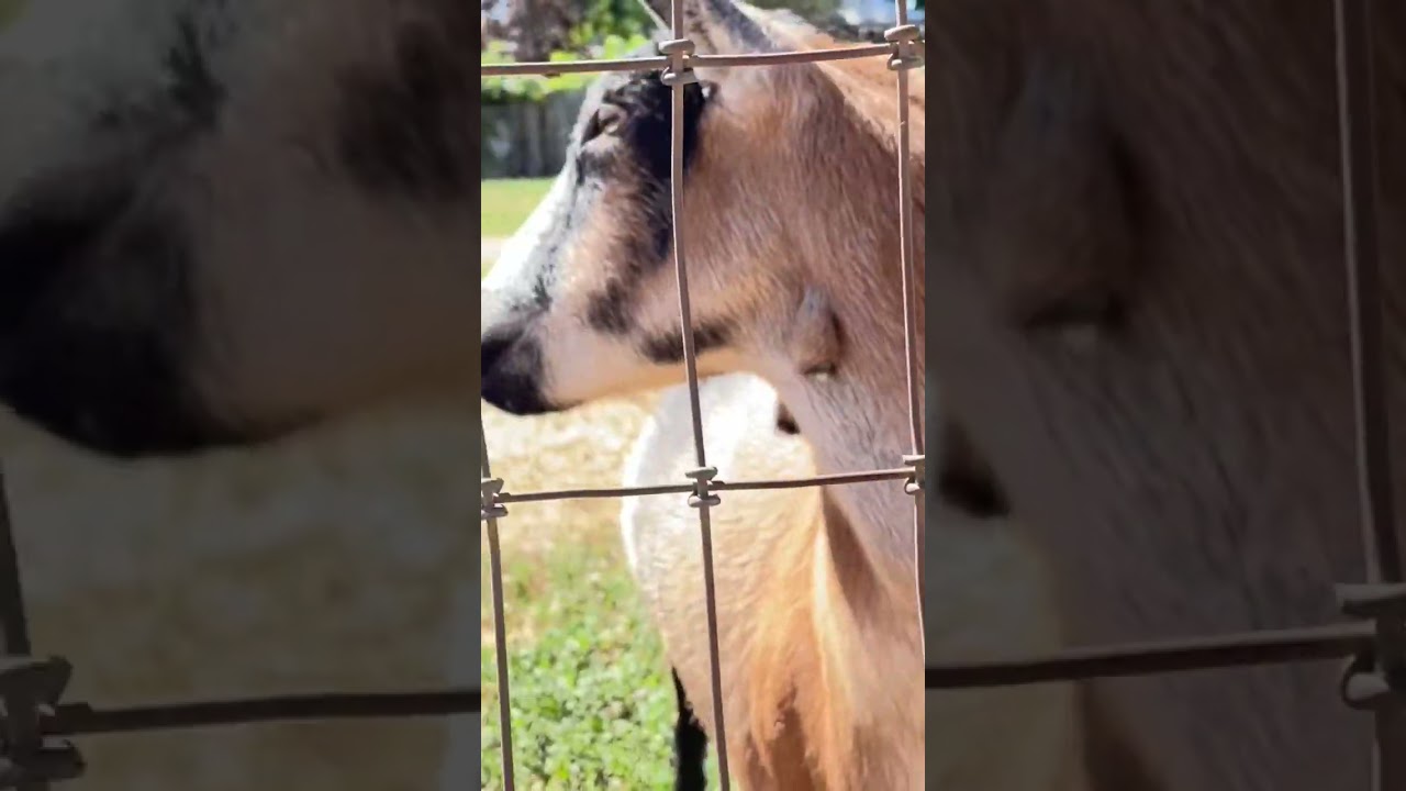 Goats If I Had My Druthers YouTube Goats If I Had My Druthers YouTube