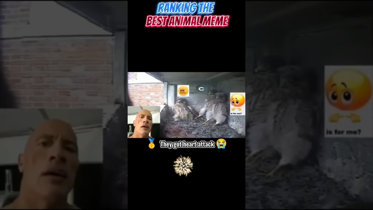 Ranking the best animal meme 