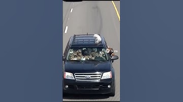 Cats chased by police 🚔🙀 !! #automobile #police #policeofficer #cops #catshorts #explore #اكسبلور