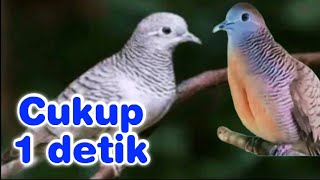 Download lagu Masteran perkutut tembakan rapat full power bikin greget