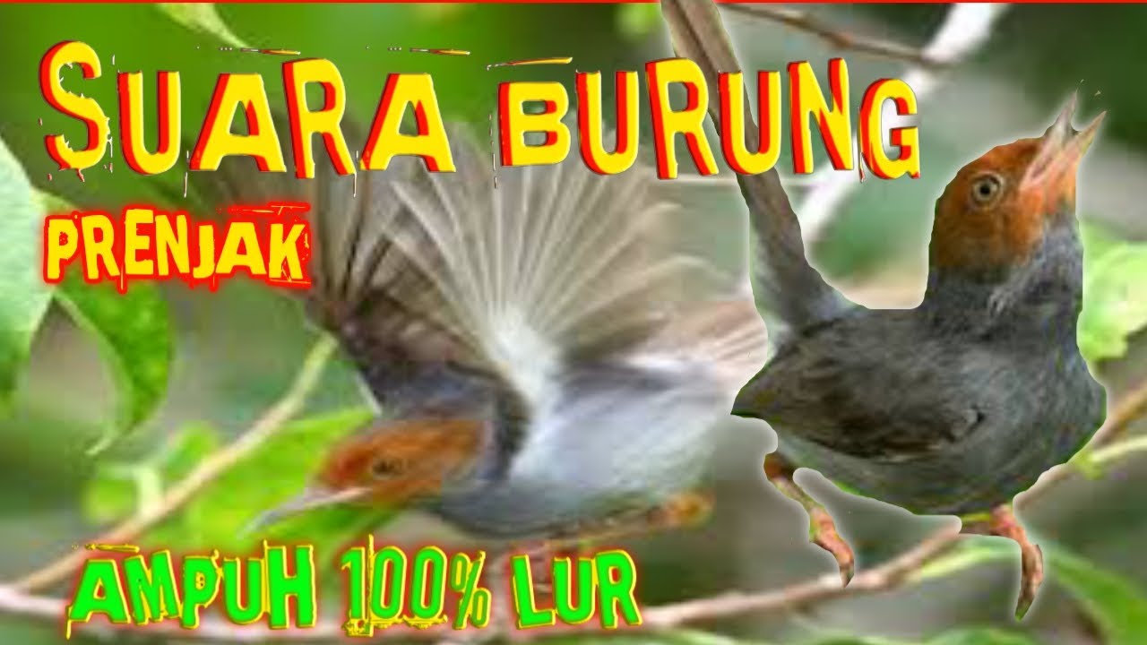 Mp3 Suara burung ribut prenjak kepala merah gacor pedas Mp3 Suara burung ribut prenjak kepala merah gacor pedas