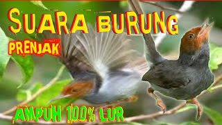 Download Lagu Mp3🕊Suara burung ribut prenjak kepala merah gacor pedas vol lantang MP3 Download Lagu Mp3🕊Suara burung ribut prenjak kepala merah gacor pedas vol lantang MP3