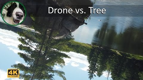 Drone vs Tree | Drone Crash | DJI Mini 2