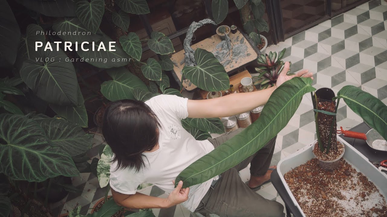 Philodendron patriciae top cut