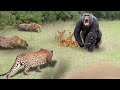 勇敢なヒヒはヒョウと戦い、インパラを救出します。 次は何が起こる。