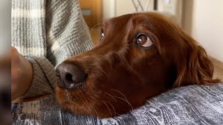 Top Funniest Irish Setter Videos: Best of 2023 Compilation