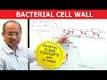 Bacterial Cell Wall