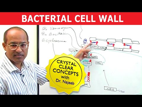 वीडियो: क्या जीवाणु कोशिका भित्ति पारगम्य है?