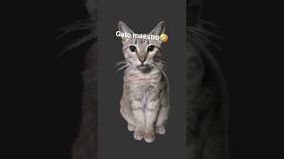 el gato maestro🤑 el gato maestro🤑