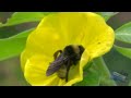 Bee dies of pollen overdose (abeja muere por sobredosis de polen)