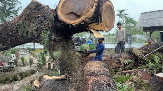 TERRIFYING‼️IN THE HEAVY RAIN OF THE EVACUATION PROCESS OF THE LARGE TREMBESI TREE STIHL#ms660#ms070 by Wono Chenel 53,442 views 4 months ago 1 hour, 11 minutes