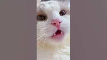 Shorts Cat Meme Kitten Tik Tok Video Funny Cats Meow Baby Cute Compilation Cat Cash Home 