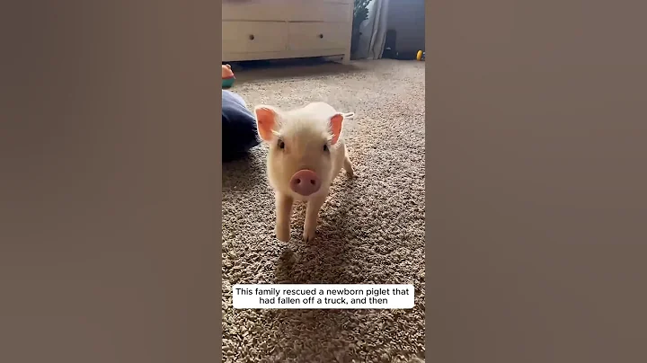 This family rescued a newborn piglet that had fallen off a truck and then