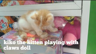 kiko the kitten playing with claws dollkiko the kitten playing with claws doll... by Kucing Desa 1,178 views 1 year ago 3 minutes, 4 seconds