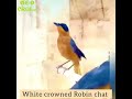طائر الروبن ذات التاج الابيض 