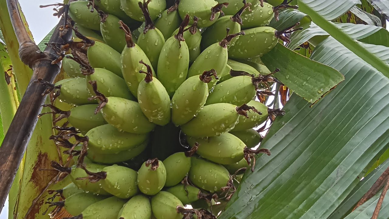 วีธีทำให้กล้วยออกเครือไปทางเดียวกันง่ายมาก