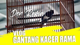 KACER MEWAH GAK HARUS DUDUK || Kacer Den rama