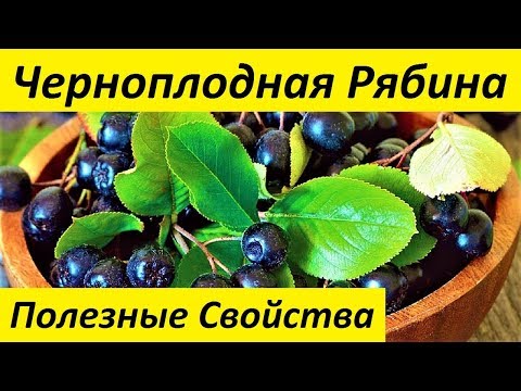 Черноплодная Рябина.Полезные Свойства Черноплодной Рябины