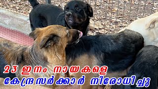 😳 Pitbull rottweiler എല്ലാത്തിനേയും കേന്ദ്രം നിരത്തിപ്പിടിച്ച് നിരോധിച്ചു😳 : Govt bans 23 dog breeds by Laze Media 38,172 views 1 month ago 7 minutes, 2 seconds