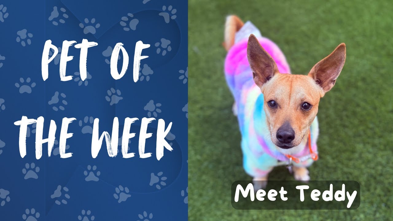 Pet of the Week: Meet Teddy!