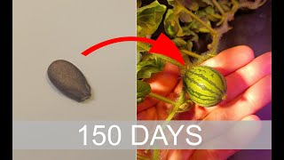 Time lapse of growing watermelon from seed in 150 days.