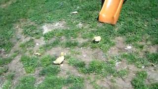SAM_0532.AVI