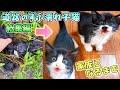【道路のずぶ濡れ子猫総集編】発見の瞬間＆保護から家族になるまでの全記録まとめ