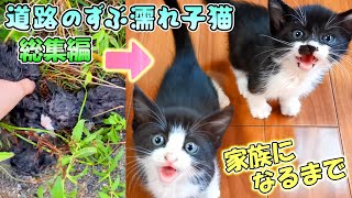 A compilation of all the records of a wet kitten on the road, from rescue to becoming a family.