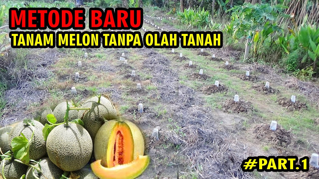 METODE  BARU IRIT BIAYA❗ Budidaya  Melon  Tanpa Olah Tanah & Tanpa Semai Benih  PART 1
