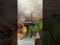 Yeşil muz olgunlaştırma⁉️oynat bakalım 🍌ardından muzlu puding#kısavideo #youtubetürkiye #anneradyosu