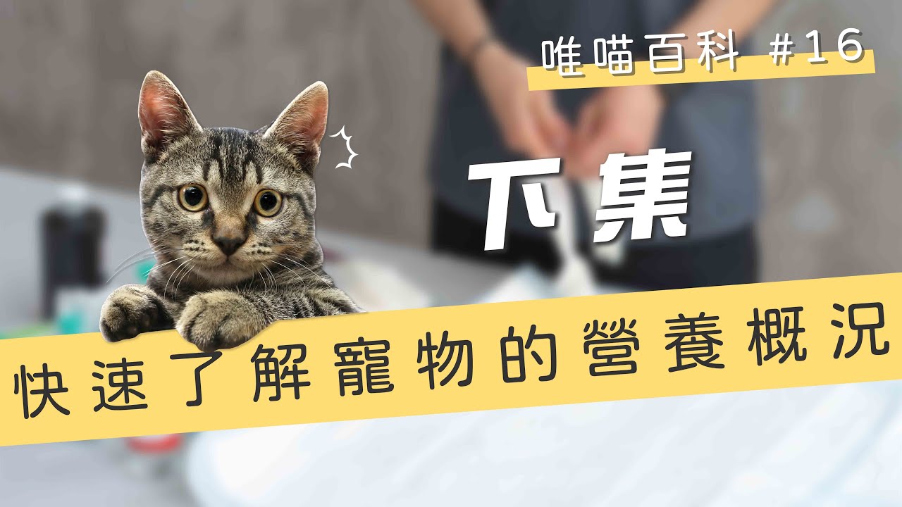 快速了解寵物的營養概況！(下) | 喵皇奴 【唯喵百科 #16】 縮圖